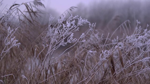 Frost-Covered Dry Reeds and Wild Grasses in a Frozen Winter Landscape on a Very Cold Day.