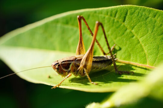 A grasshopper sits on a green leaf.
