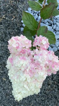 Pink and white hydrangea paniculata blooming
