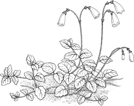 Vintage botanical illustration of Linnaea Borealis