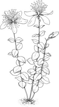 Black and white botanical illustration of Hypericum Nummularium