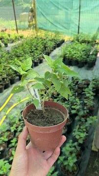 Person holding a small potted plant in a nursery greenhouse