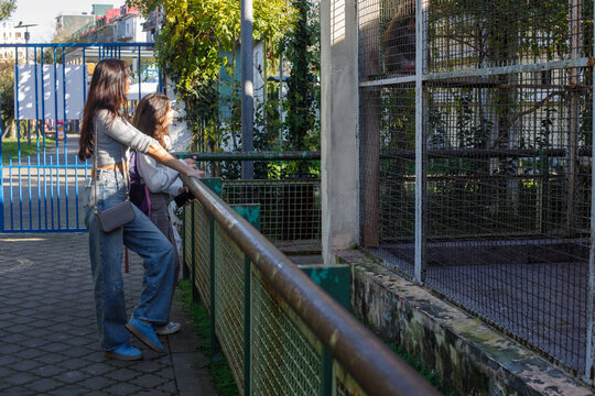 Two girls watch animals at a zoo in daylight while leaning on a railing in an outdoor area