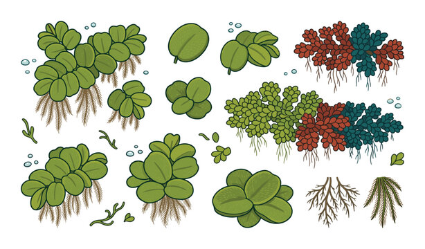 Detailed illustration of floating aquatic plants like Salvinia and Azolla