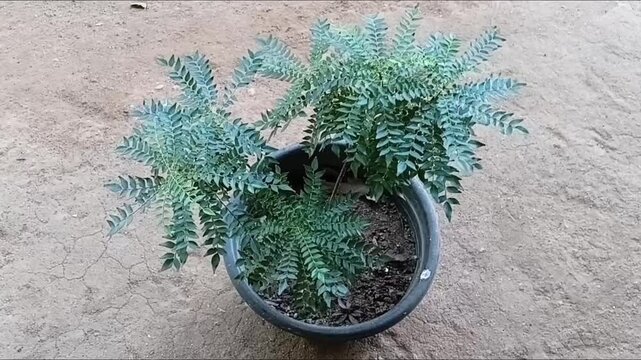 Top Down View of a Potted Medicinal Curry Leaf Plant, Heen Karapincha and Weda Karapincha Murraya koenigii, Growing in a Garden Container