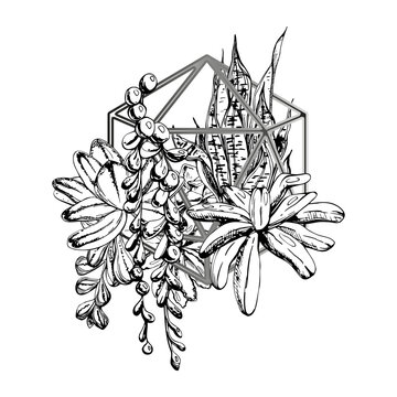 Fleshy rosette succulents with flowing curio bead vines nestled in minimalist geometric wire holder. Hand drawn ink vector illustration. Fabric designs, planner covers, and sustainable brand kits.