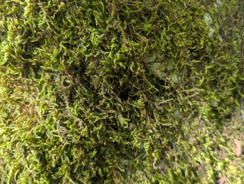 Inquadratura ravvicinata e dettagliata di un fitto tappeto di muschio verde (Hypnum cupressiforme). La clip cattura la texture soffice, i dettagli organici e la vivacit&agrave; della vegetazione sottobosco