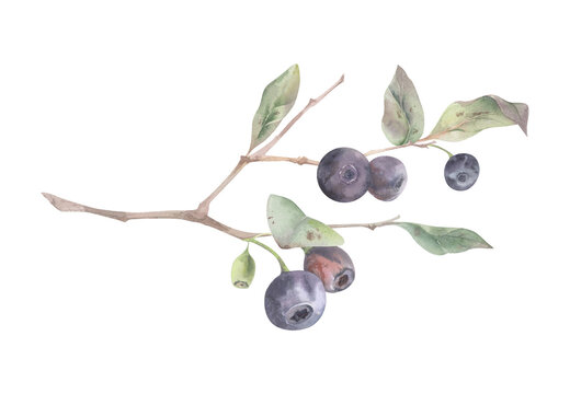 Huckleberry bush branch with ripe berries, green leaves. Isolated watercolor hand drawn botanical composition. Cookbook illustrations, garden publications, stationery, textile design, camping guides.