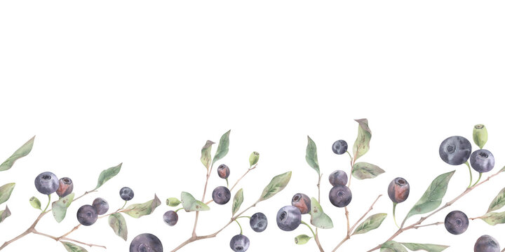 Seamless banner of thin huckleberry branches with leaves and ripe berries, bilberry woodland shrub. Watercolor hand drawn illustration. botanical extract for organic beauty products, beverage industry