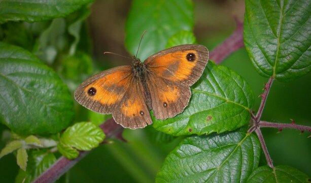 Gatekeeper Butterfly Resting with Wings Open on Green Leaves