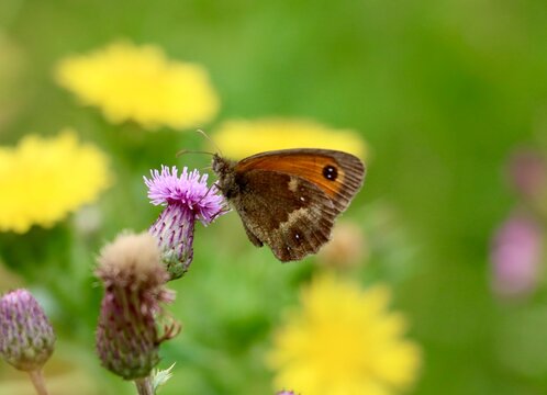 Gatekeeper Butterfly Feeding on a Pink Thistle Flower