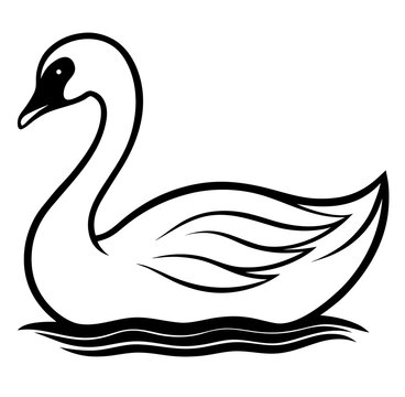 black swan vector