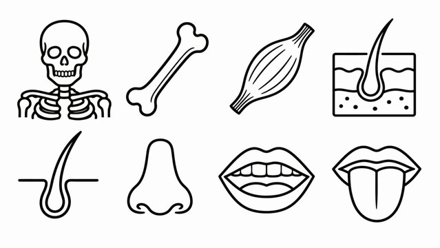 Human anatomy and body parts line art icons.