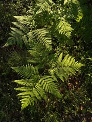 fern in the forest © Alina