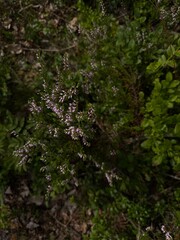 Fototapeta premium moss on a tree