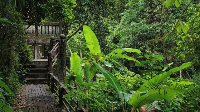 Wooden boardwalk through lush tropical rainforest in northern Thailand, Scenic jungle pathway with mountain forest greenery and peaceful nature landscape 4k