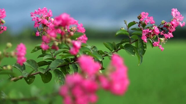 Pink crepe myrtle flowers with soft bokeh over lush green field