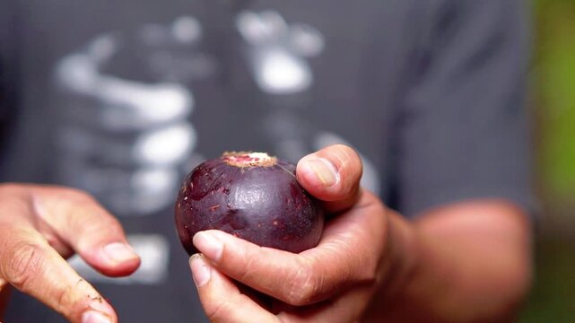 Enjoying mangosteen (Garcinia mangostana) a tropical fruit that is purple and sweet.