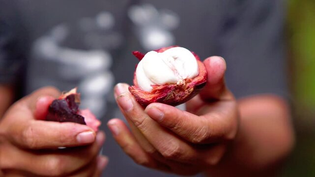 Enjoying mangosteen (Garcinia mangostana) a tropical fruit that is purple and sweet.