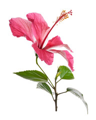 Pink hibiscus flower with leaves isolated on transparent background. Tropical ornamental bloom featuring detailed petals and prominent staminal column, ideal for botanical and floral designs. © DEWINs
