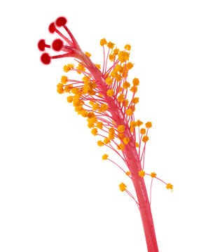 Macro close-up of hibiscus stamen and pollen isolated on transparent background with clipping path. Detailed floral reproductive structure of Hibiscus rosa-sinensis for botanical and educational use.