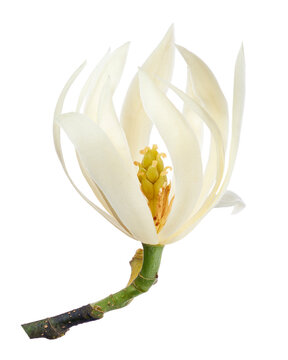 White champaca flower isolated on transparent background with clipping path. Fragrant tropical blossom for botanical and floral design..