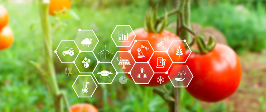 Smart agriculture and agritech concept. Hand using touching digital icons interface of modern farming technology, Agribusiness innovation and smart farming management. not ai