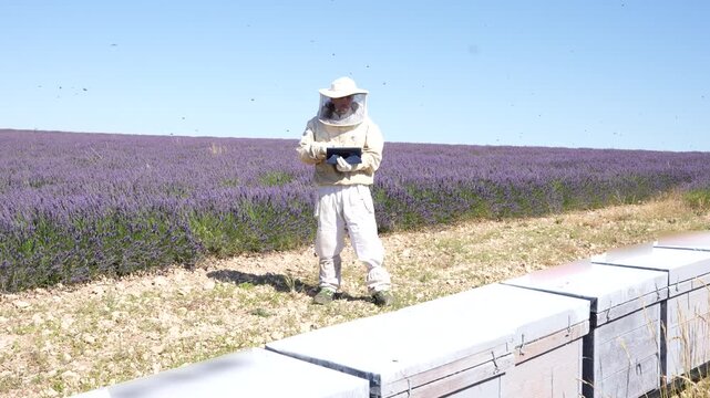 Beekeeper in protective suit using a tablet near beehives in a blooming purple lavender field