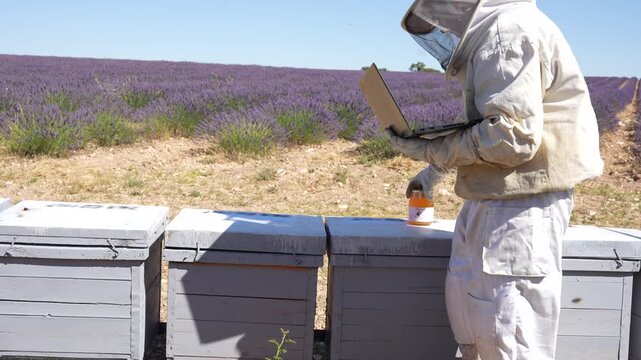 Beekeeper in a protective suit using a laptop next to beehives in a blooming lavender field