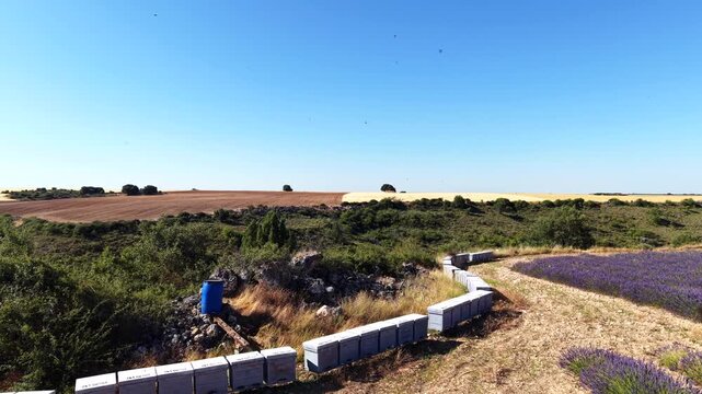 Aerial view of an apiary with rows of beehives near a blossoming purple lavender field