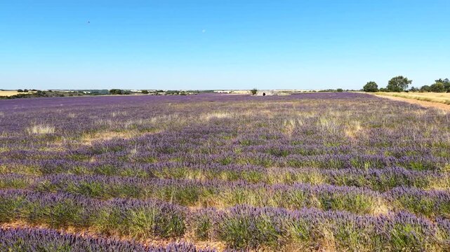 Aerial view of a blooming lavender field with a stone trullo in the middle on a sunny day