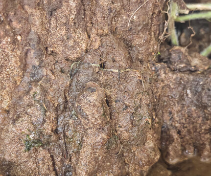 A professional-grade, high-resolution close-up photograph capturing the damp, intricate texture of dark, muddy soil and organic rock surfaces, intertwined with intricate fine root systems