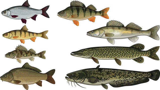 Freshwater Fish Vector Illustration Set with Pike, Perch, Carp, Catfish, Zander, and Roach Species for Fishing, Seafood Markets, and Nature Designs