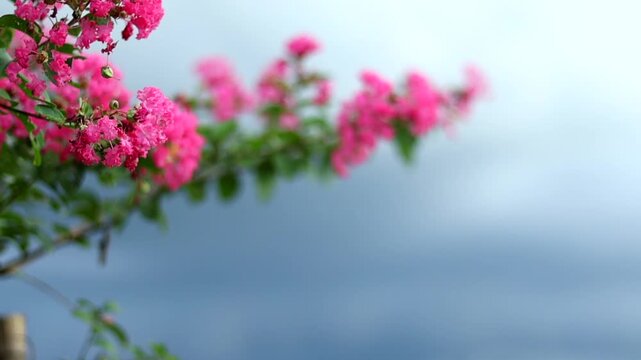 Beautiful pink crepe myrtle flowers blooming on a graceful branch against a dramatic cloudy sky, creating a vibrant natural scene with soft bokeh, seasonal color, and striking weather contrast.