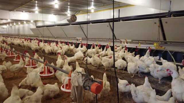 Large flock of white broiler chickens raised inside a modern commercial poultry house equipped with automated feeding and drinking systems. Intensive poultry farming operation designed for efficient l