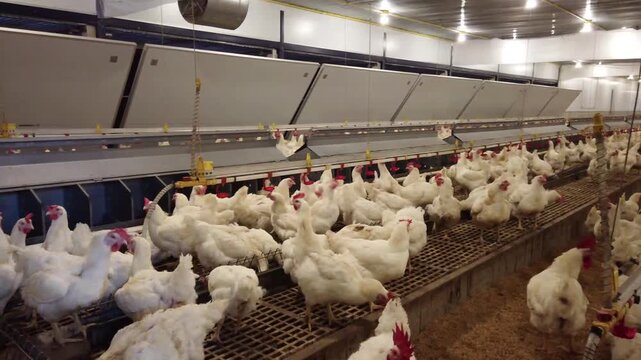 Large flock of white broiler chickens raised inside a modern commercial poultry house equipped with automated feeding and drinking systems. Intensive poultry farming operation designed for efficient l