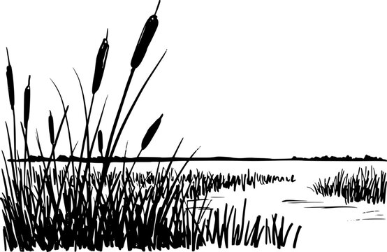 穏やかな湖の端または湿地の風景に沿って育つガマのミニマリストな白黒インク画