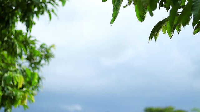 Green tree leaves naturally frame a soft cloudy sky, creating a clean outdoor background with generous copy space. Perfect for themes of monsoon weather, environmental conservation, seasonal change