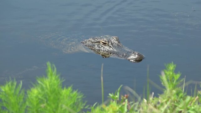 Medium shot of alligator sitting in water day exterior 4k