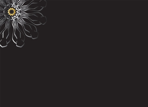 Monochrome Abstract Flower Petals with Black Background