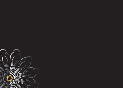 Monochrome Abstract Flower Petals with Black Background