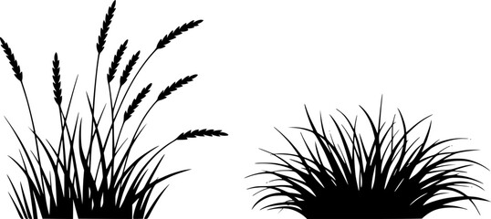 無地の白背景に孤立した、野生の牧草地の草と小麦の茎の白黒のシルエット © Anjuman_42