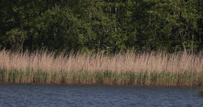 Grey heron flying over a reed shore and entering a dense forest