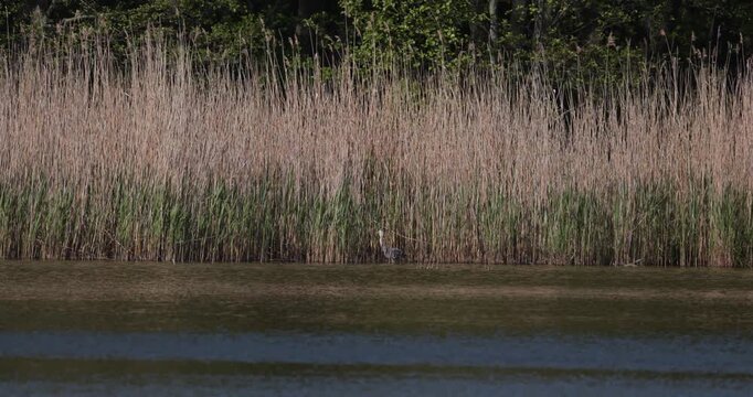 Grey heron walking among thick reeds on a lake shore