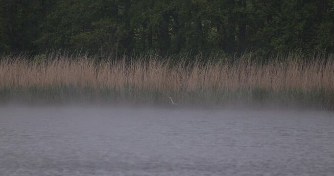 Distant view of one grey heron hunting and attacking its prey on a lake shore in thick fog
