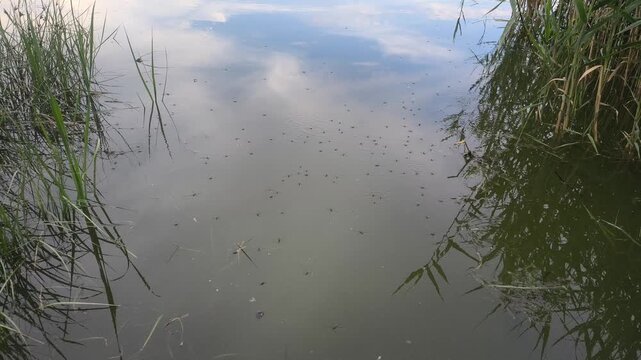 Mesmerizing water striders glide across a tranquil, glass-like pond. Gentle ripples distort the beautiful sky reflection. Perfect serene nature footage for relaxing and calming video projects.