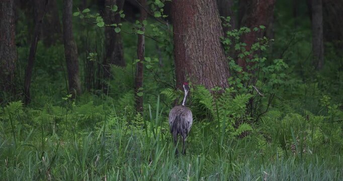 Two common cranes walking along a forest lake shore in light fog