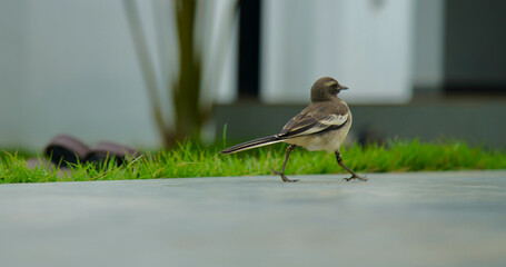 small bird on the floor near pool © Antony