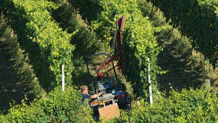 Obraz premium Agricultural Worker Operating Specialized Machinery Between Lush Vineyard Rows in Barbaresco