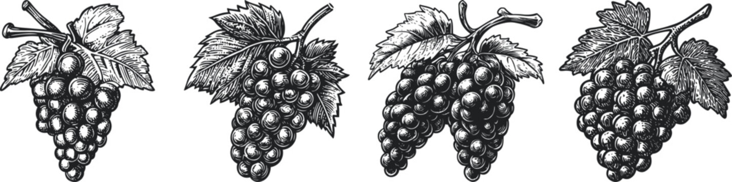 Fine vintage black and white illustration depicting multiple bunches of grapes with detailed leaves, showcasing botanical artistry and agricultural beauty.
